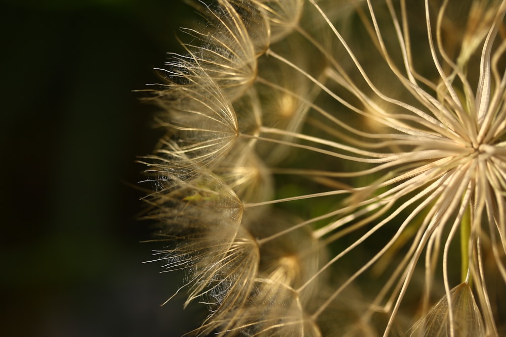 white dandelion in close up photography