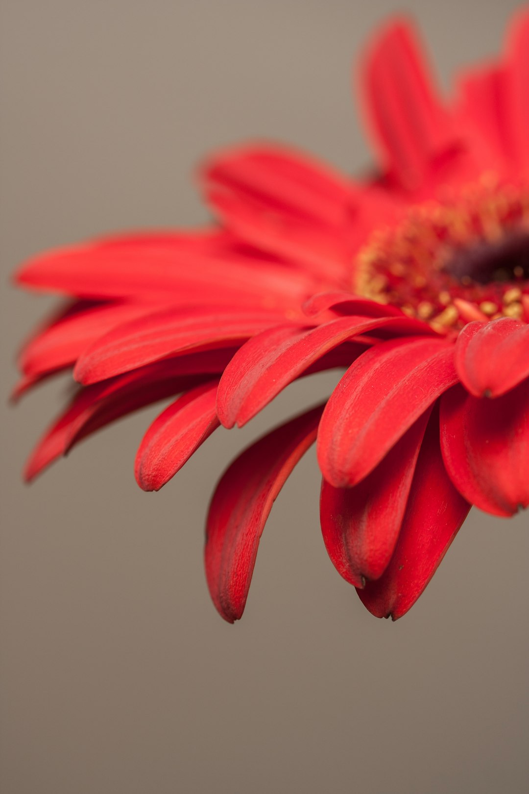 red flower in macro lens photography