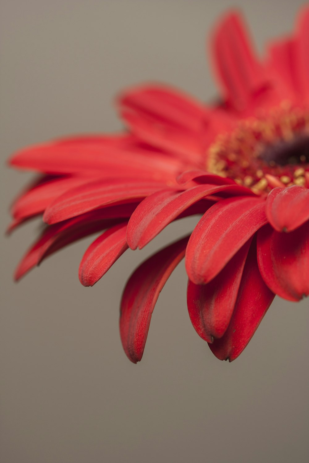 red flower in macro lens photography