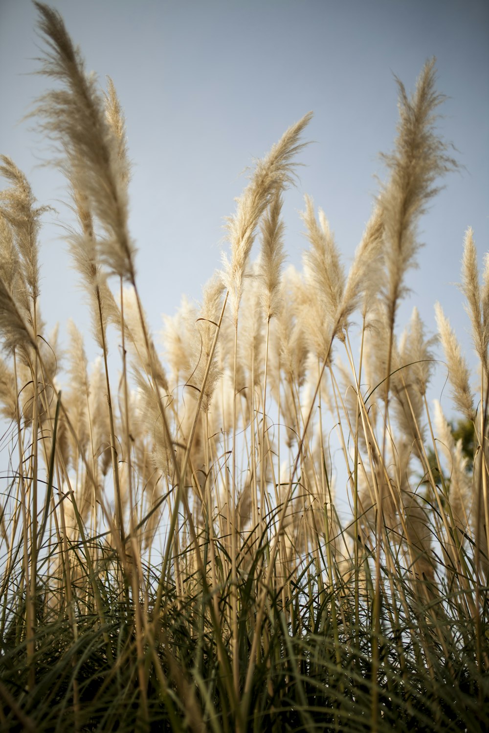 brown wheat field during daytime