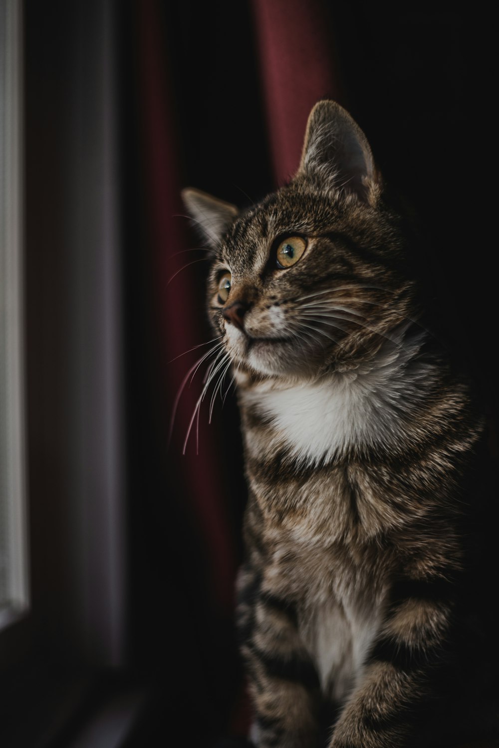 brown tabby cat in a dark room