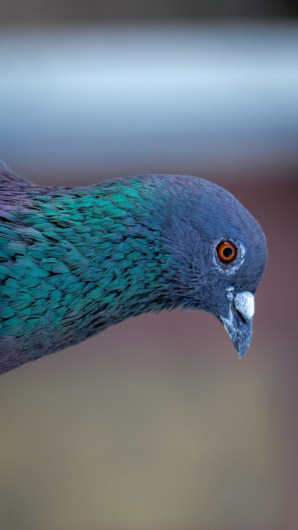 blue and gray bird in close up photography