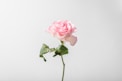 pink rose in close up photography