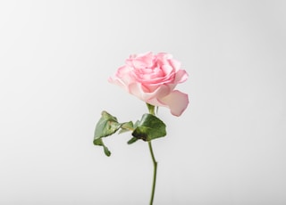 pink rose in close up photography