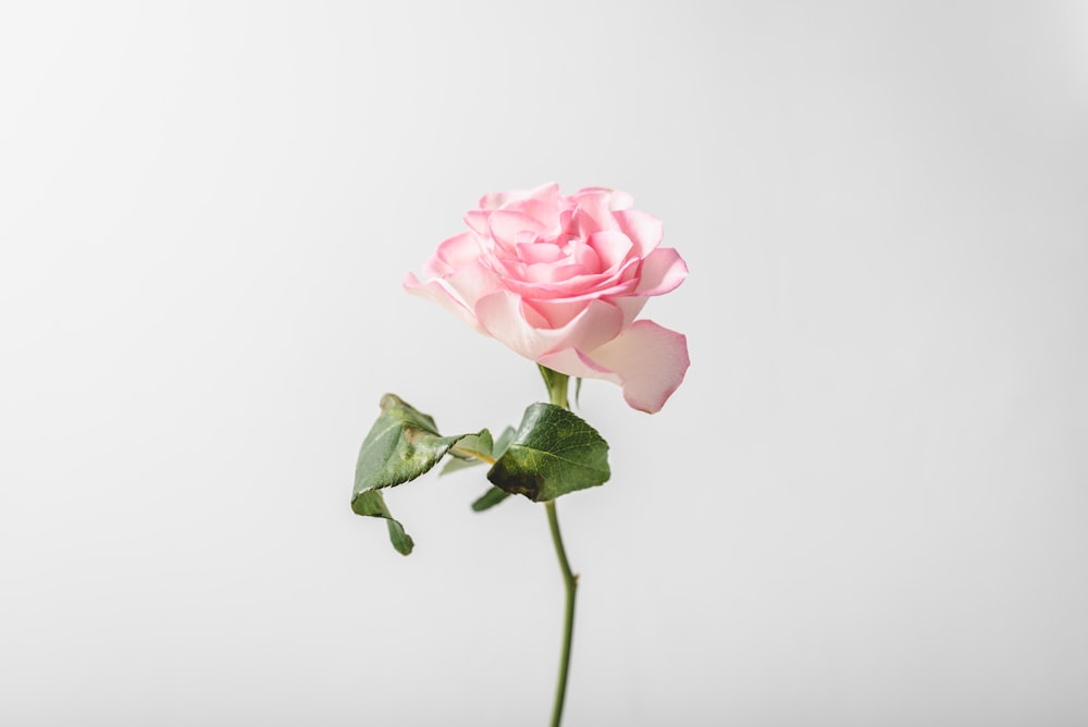 pink rose in close up photography