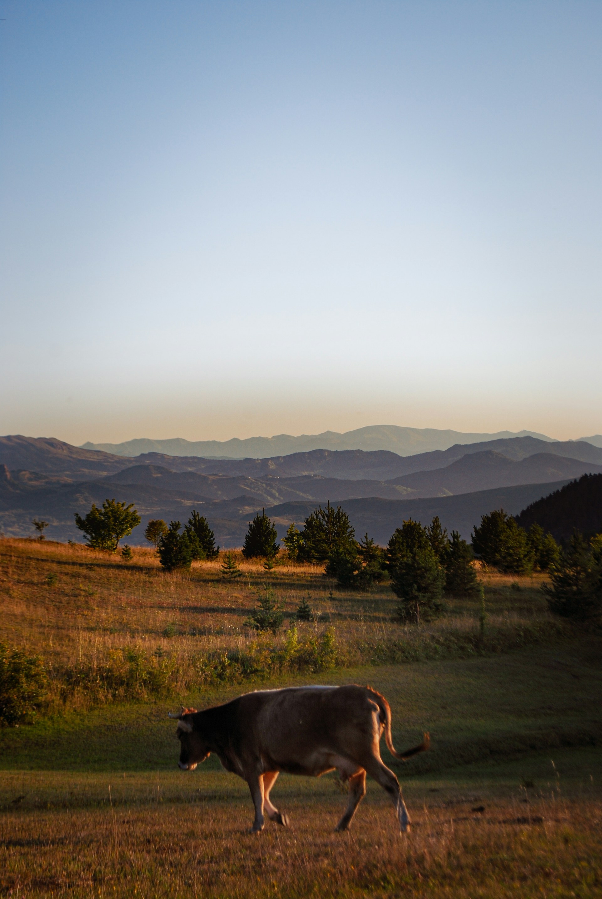 A herd of cows walking through a scenic landscape, showcasing the connection between livestock and nature.
