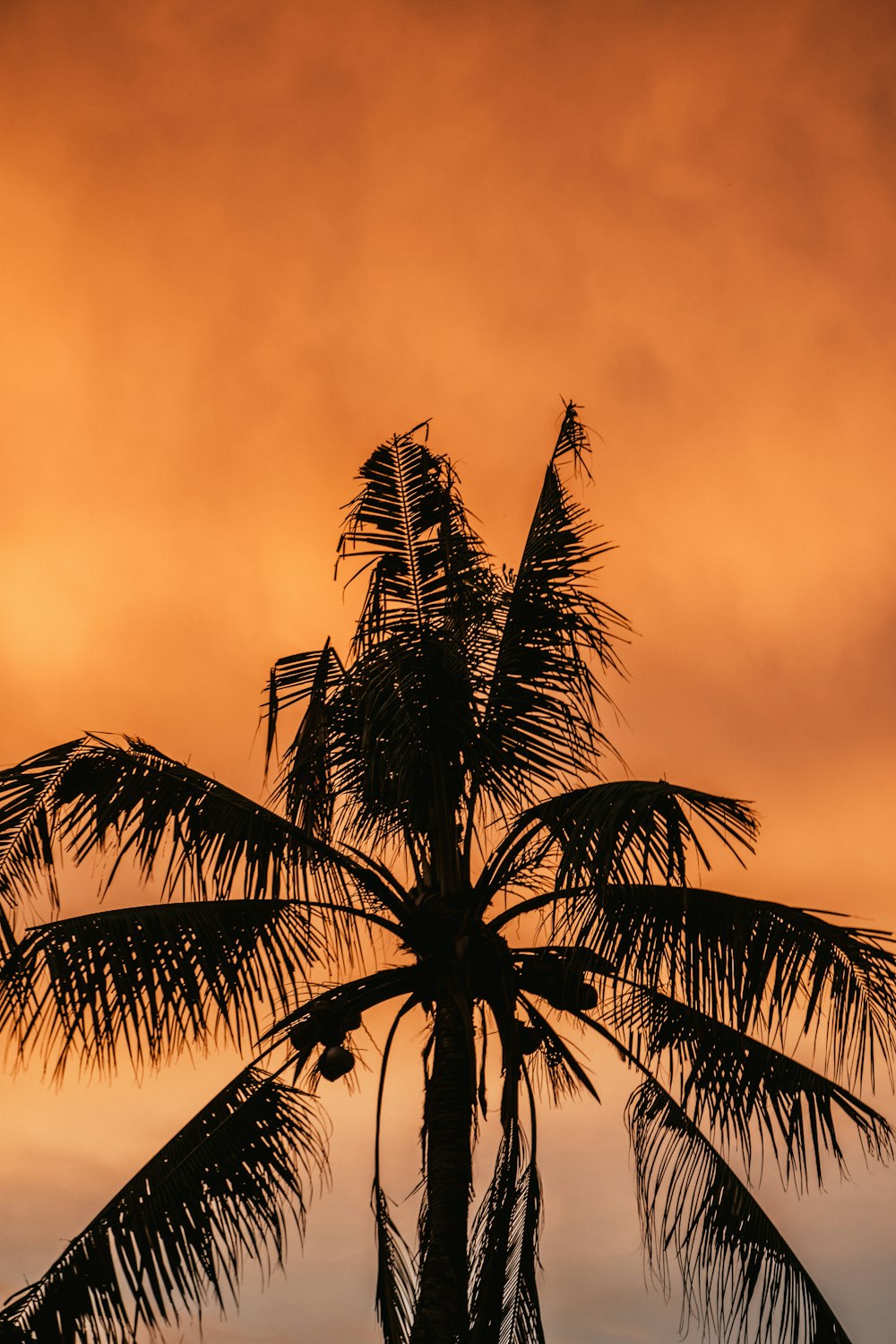 palm tree under cloudy sky