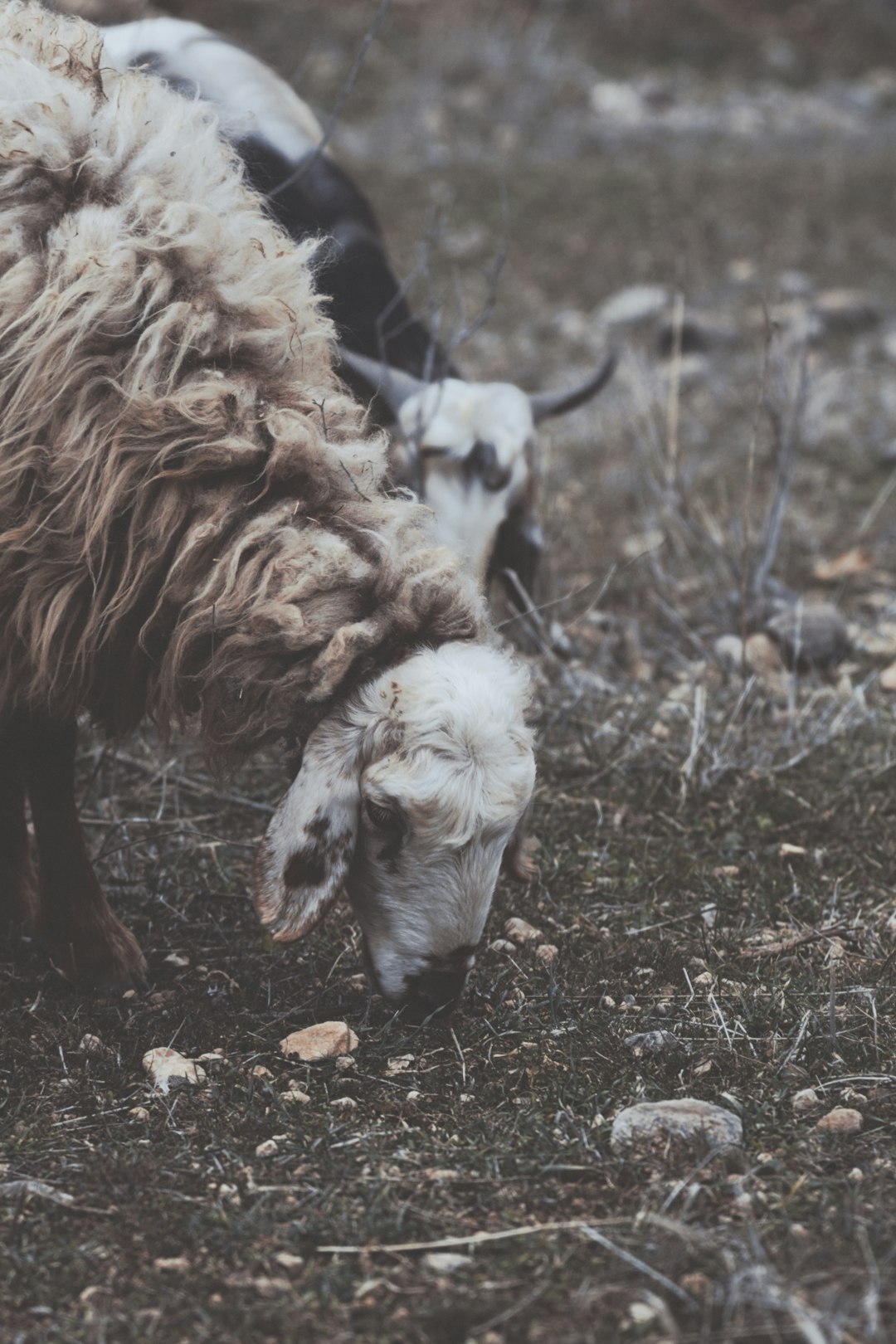 brown and white sheep on brown grass during daytime