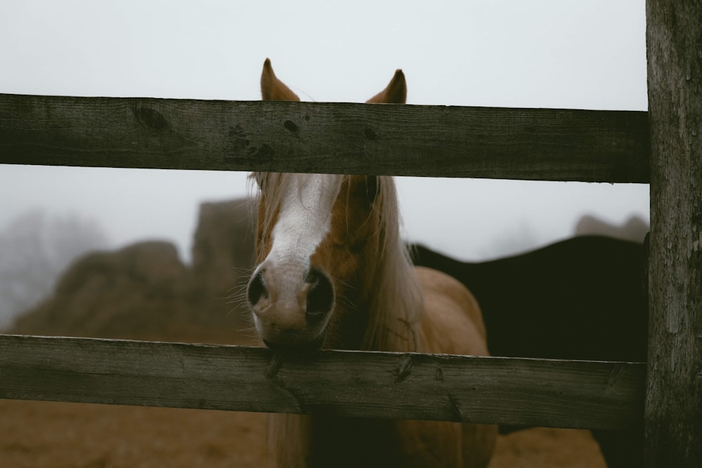 brown and white horse on brown wooden fence during daytime