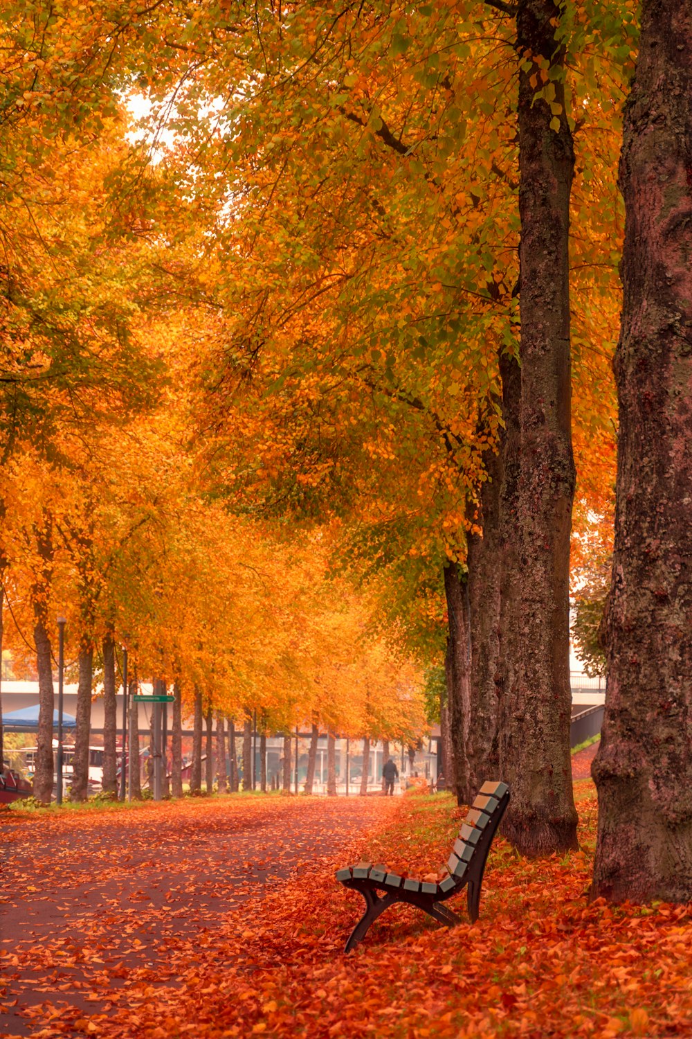 brown wooden bench under brown trees