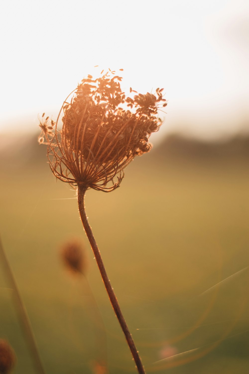 brown flower in tilt shift lens