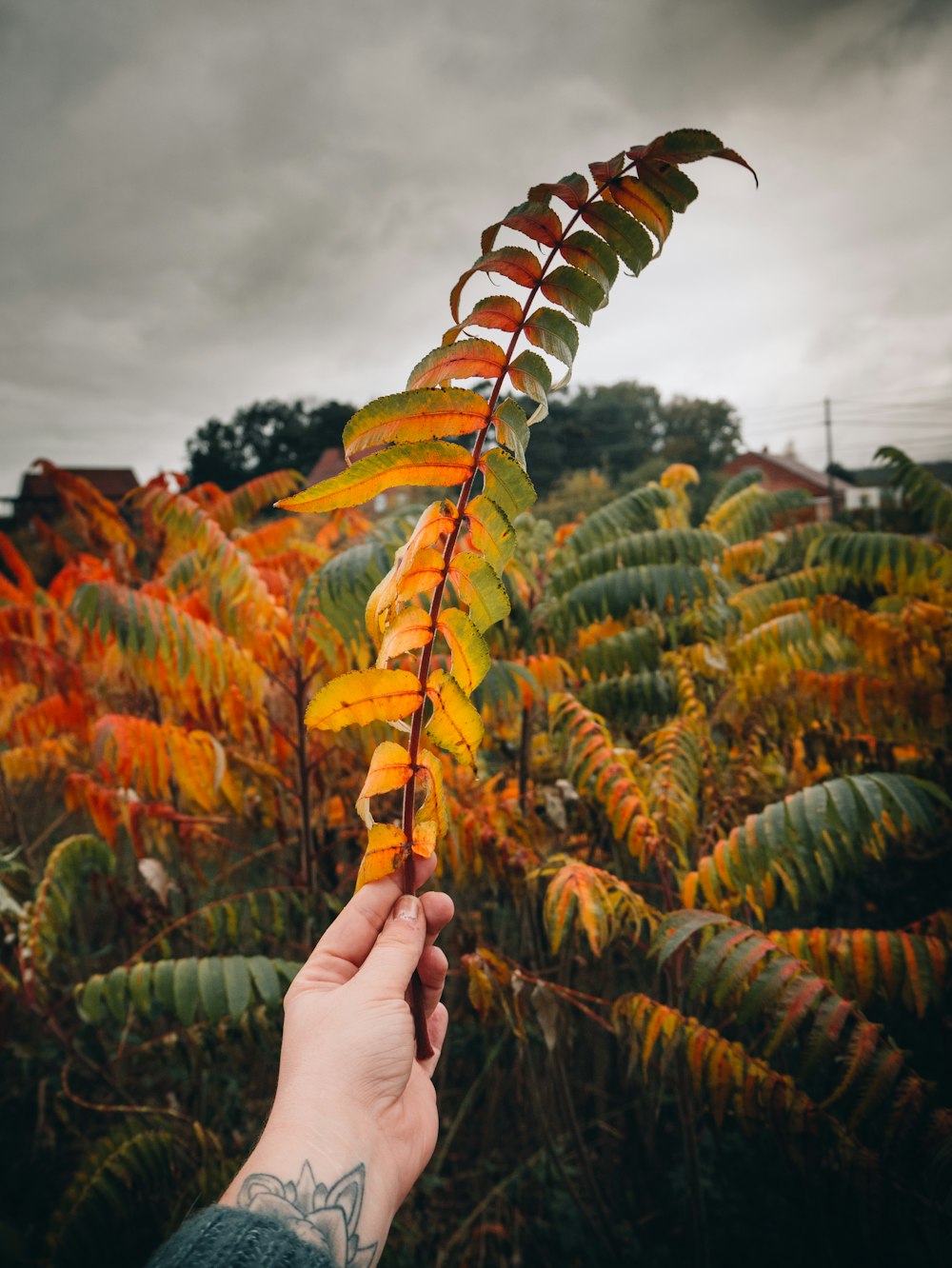 green and yellow plant under cloudy sky during daytime