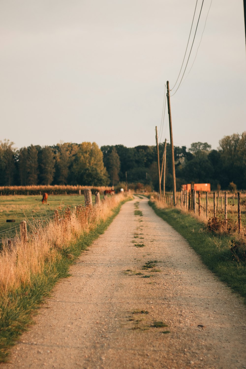 a dirt road with a fence and cows in the background