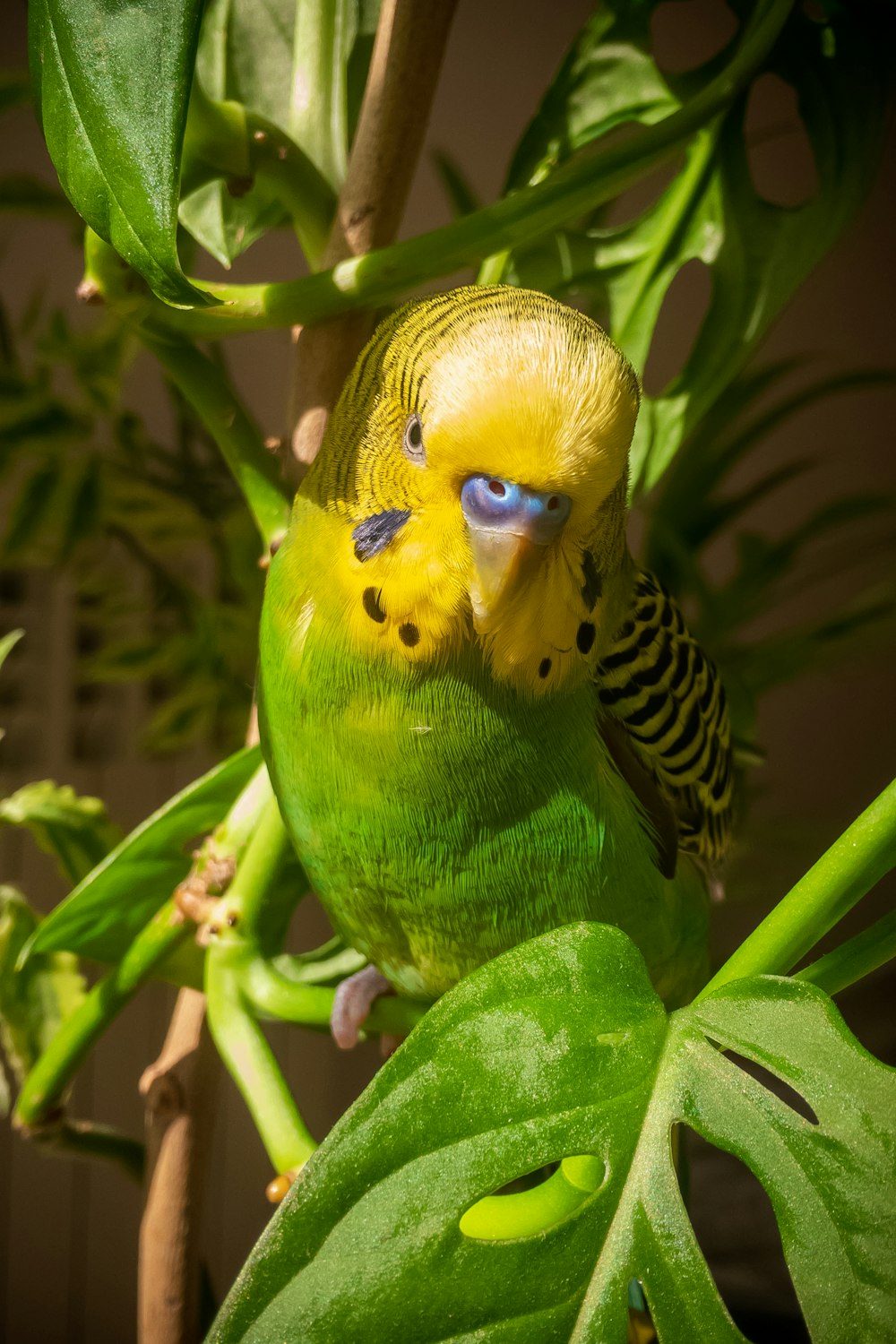 yellow and black bird on green plant