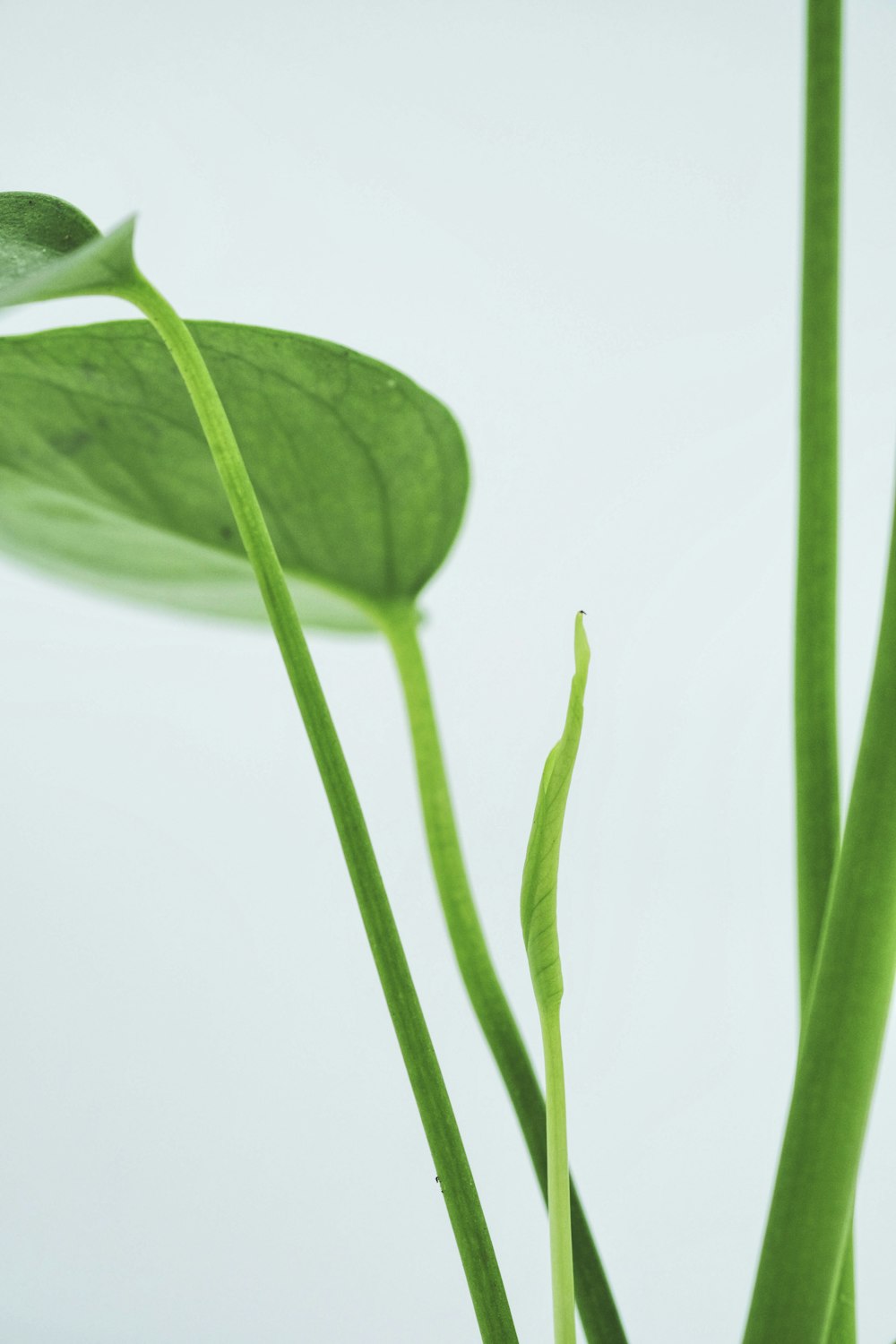 folha verde com gotículas de água