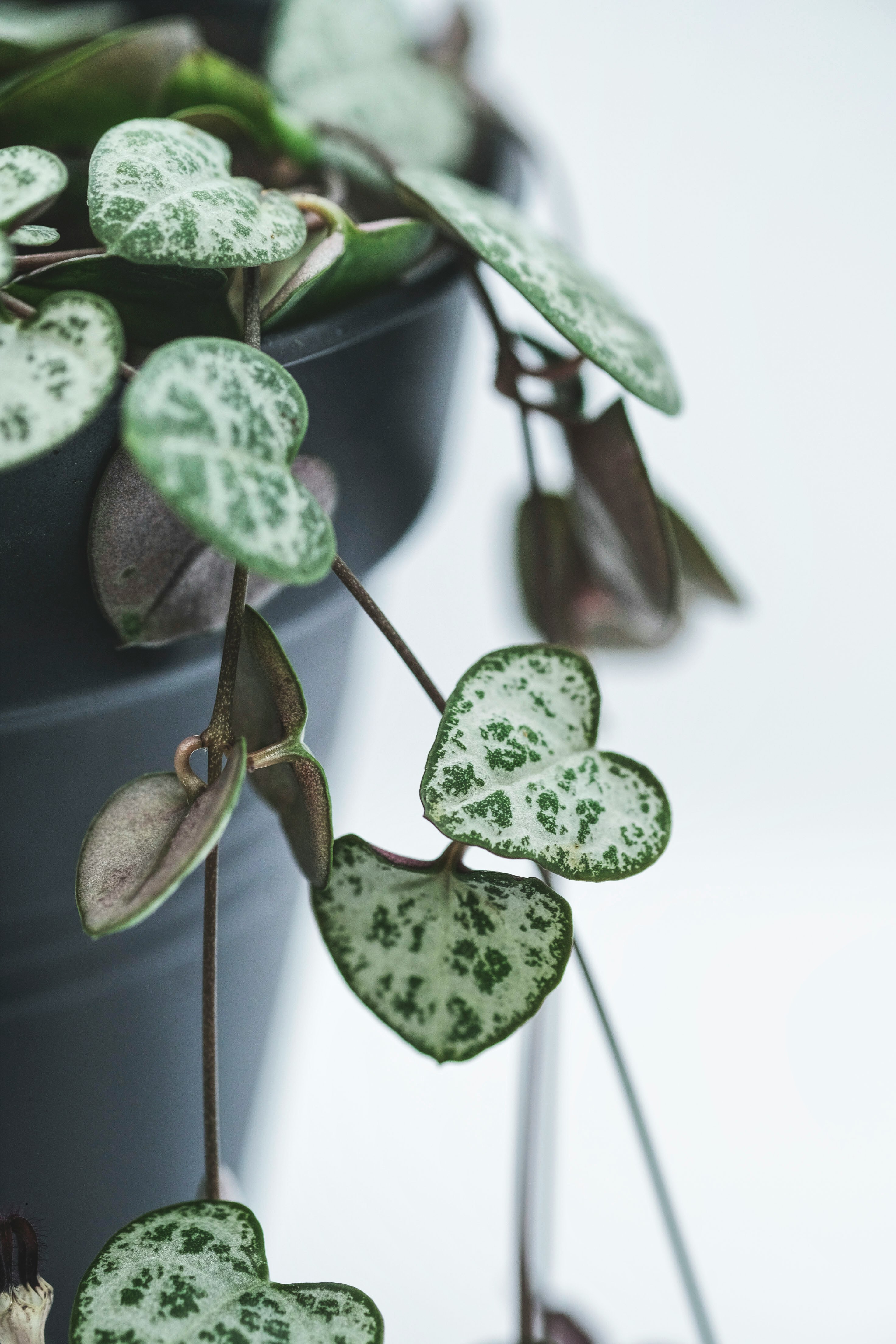 green and white plant in close up photography