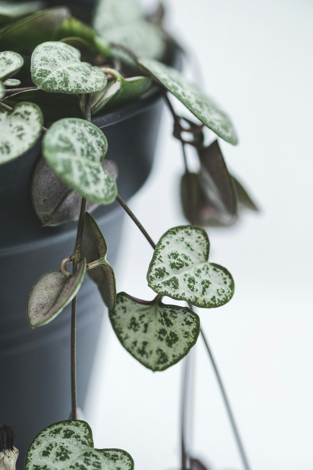 녹색과 흰색 식물 클로즈업 사진