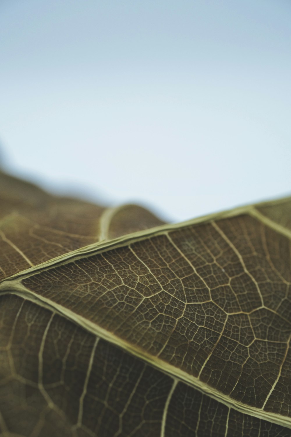 green leaf in close up photography