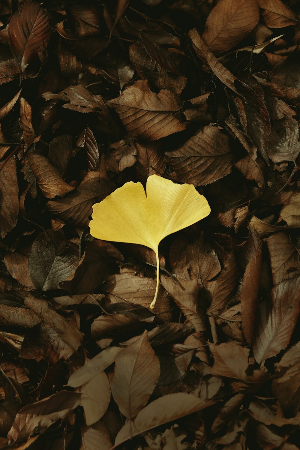 hoja amarilla sobre hojas marrones