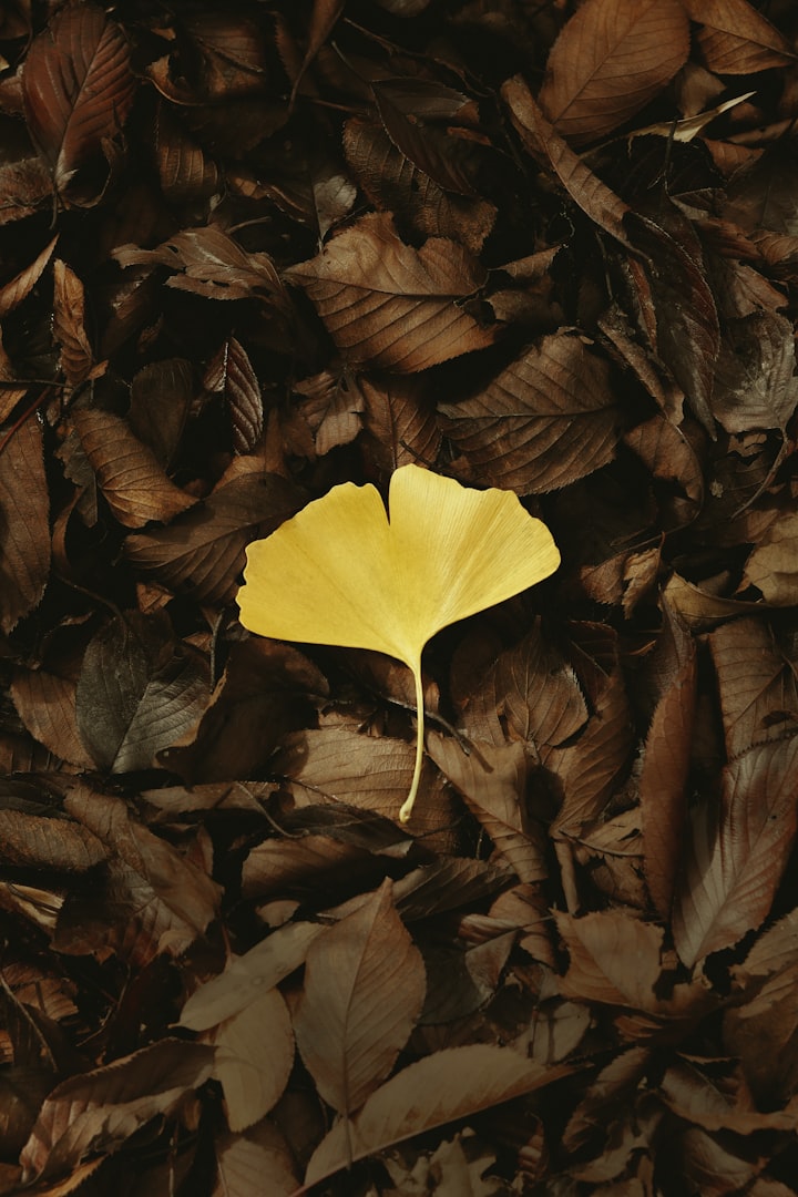 Ginkgo