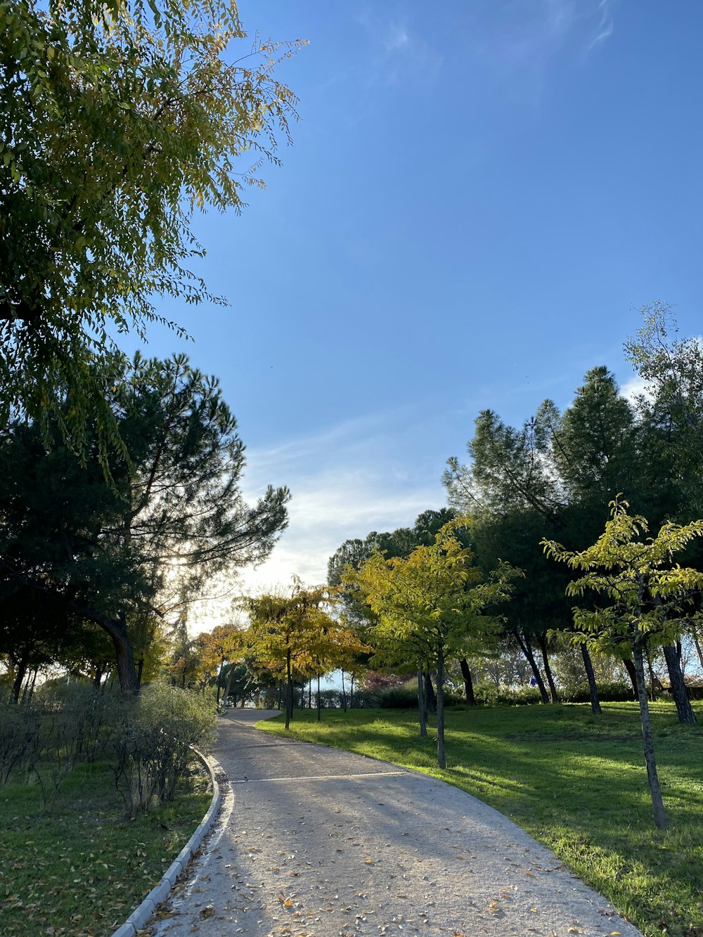 green trees on green grass field under blue sky during daytime