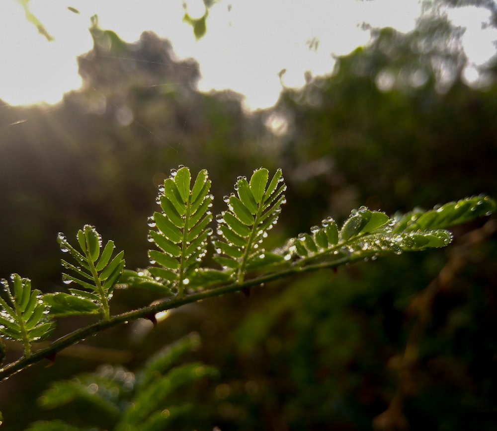 green leaf plant in close up photography