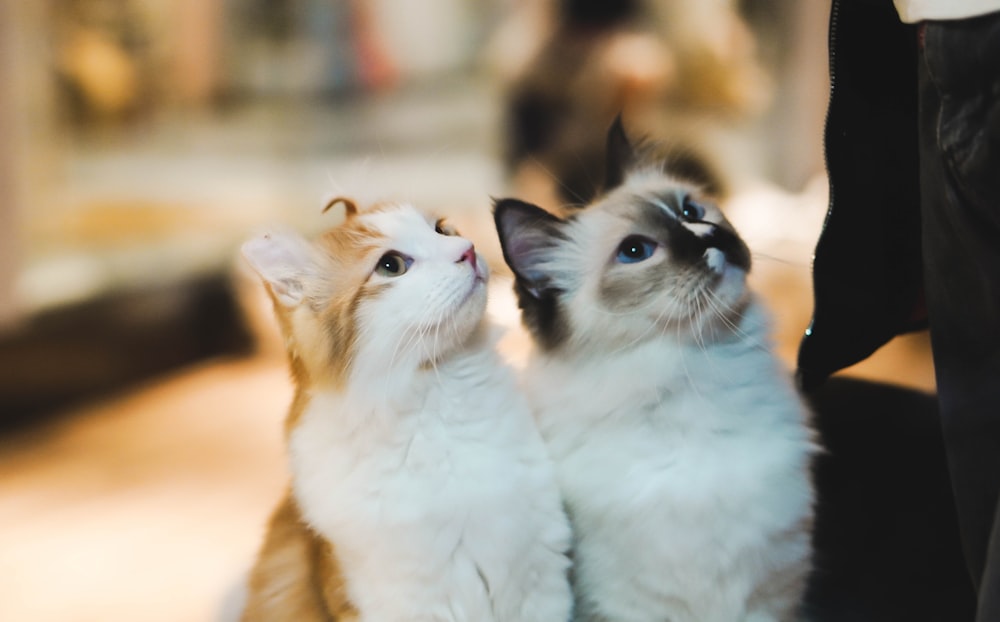 Two Cats Pictures  Download Free Images on Unsplash