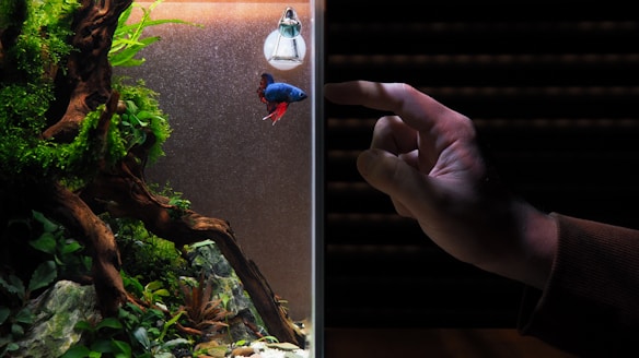 A brightly colored betta fish swims in an aquarium with lush green plants and natural rocks. A hand with extended fingers points towards the fish, indicating interaction or observation. The aquarium is well-lit, highlighting the vivid colors of both the fish and the foliage.