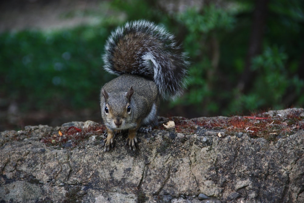 brown squirrel on brown rock