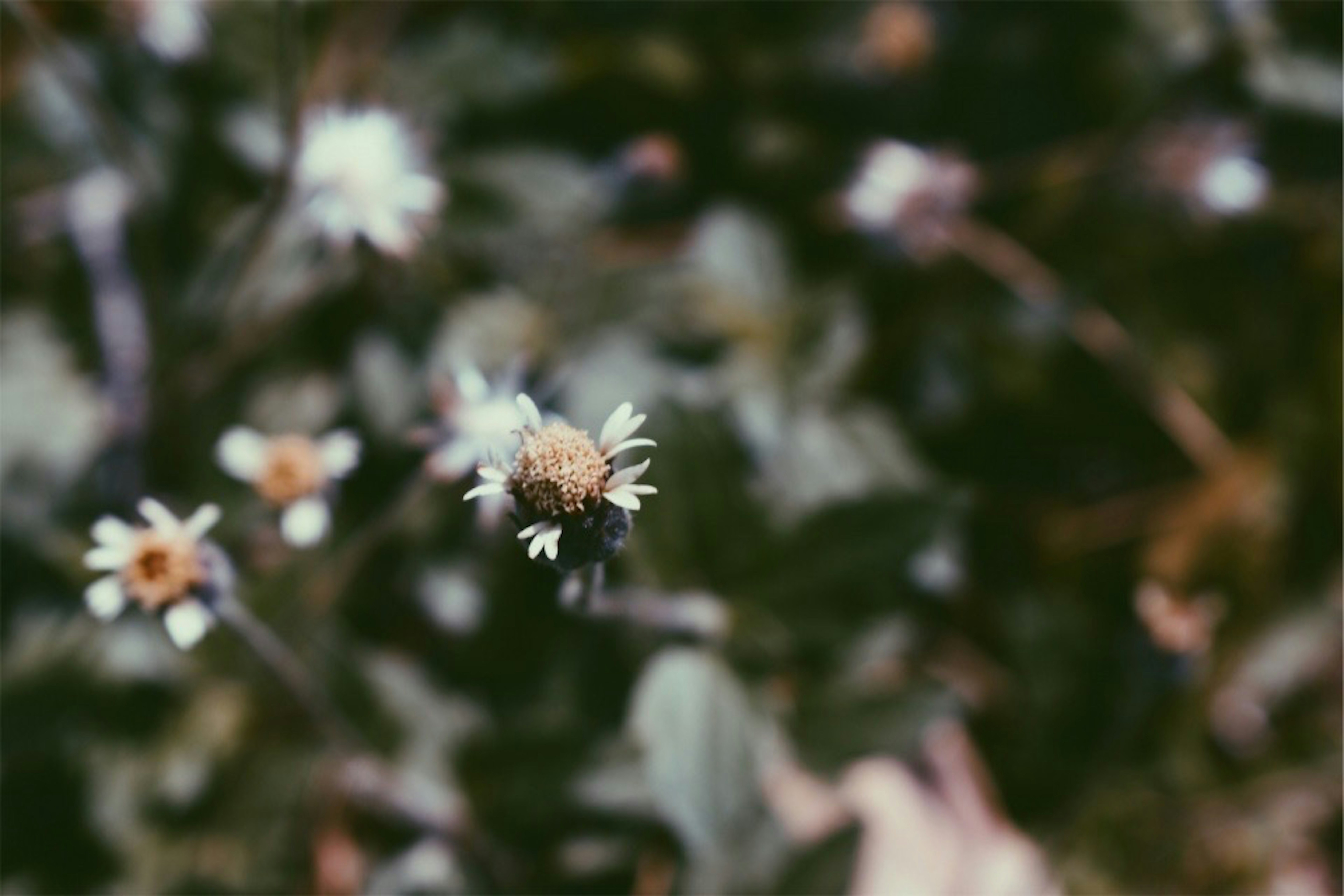 Photo by kiralow123