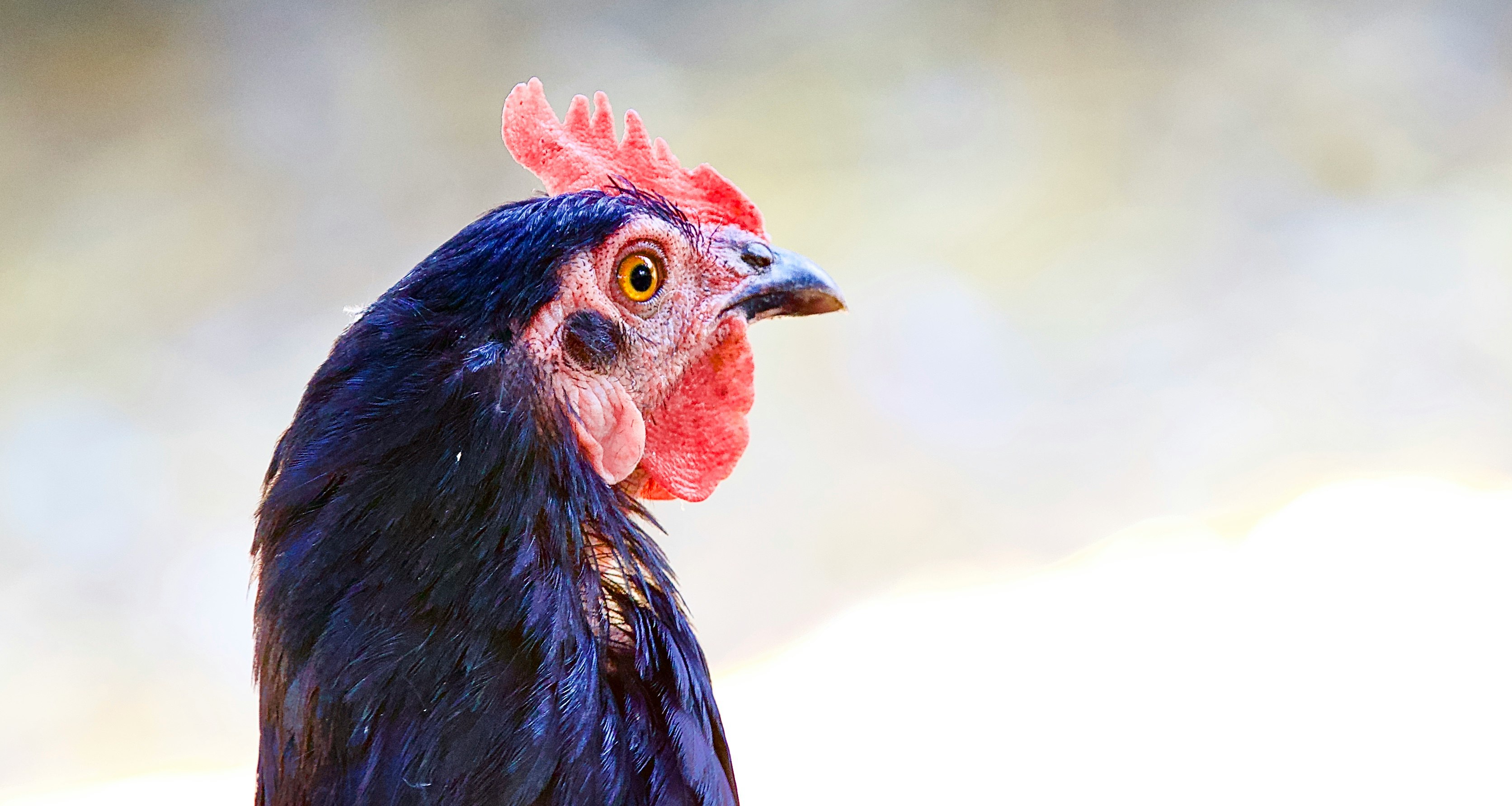 black and red rooster in close up photography