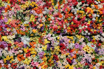 red yellow and white flower petals