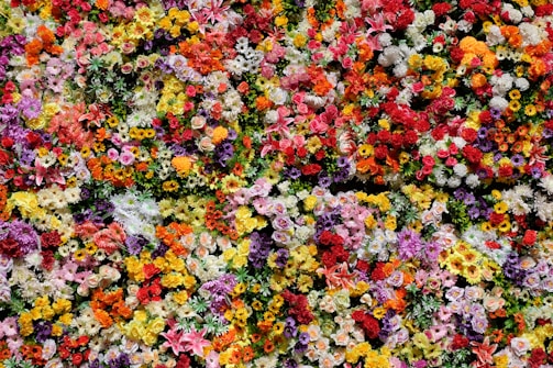 red yellow and white flower petals