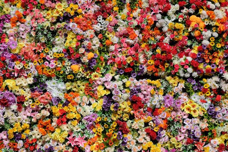 Vibrant wall of colourful garden flowers
