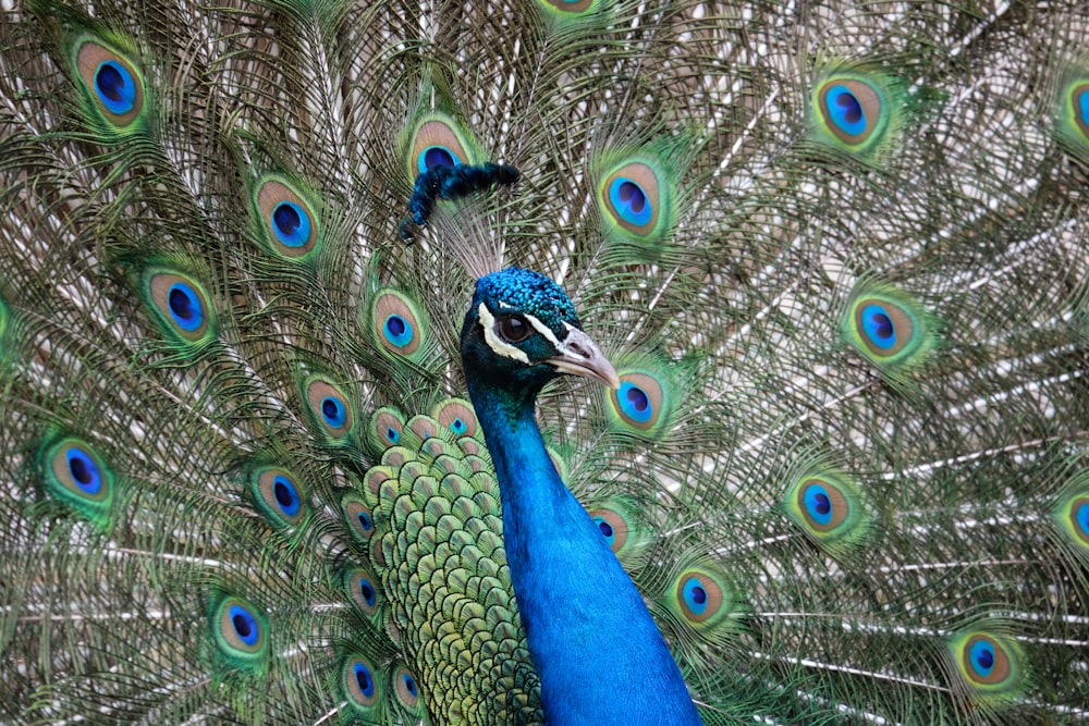 blue green and brown peacock