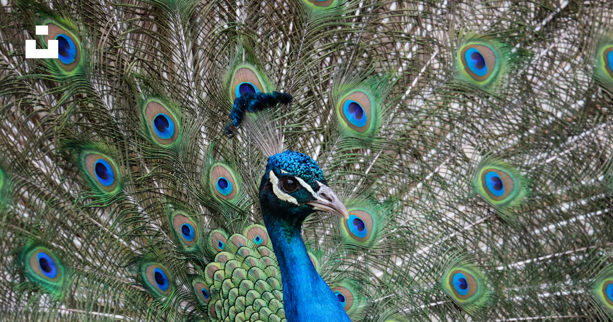 Foto Pavo real azul, verde y marrón – Imagen Ruán gratis en Unsplash
