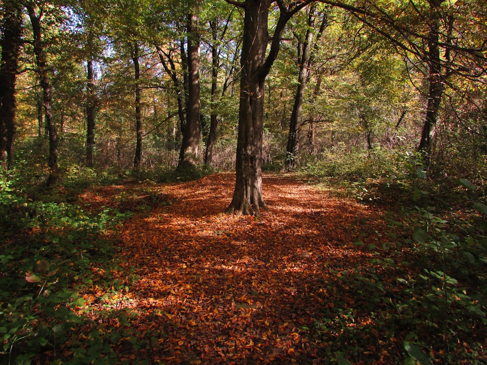 brown and green trees during daytime