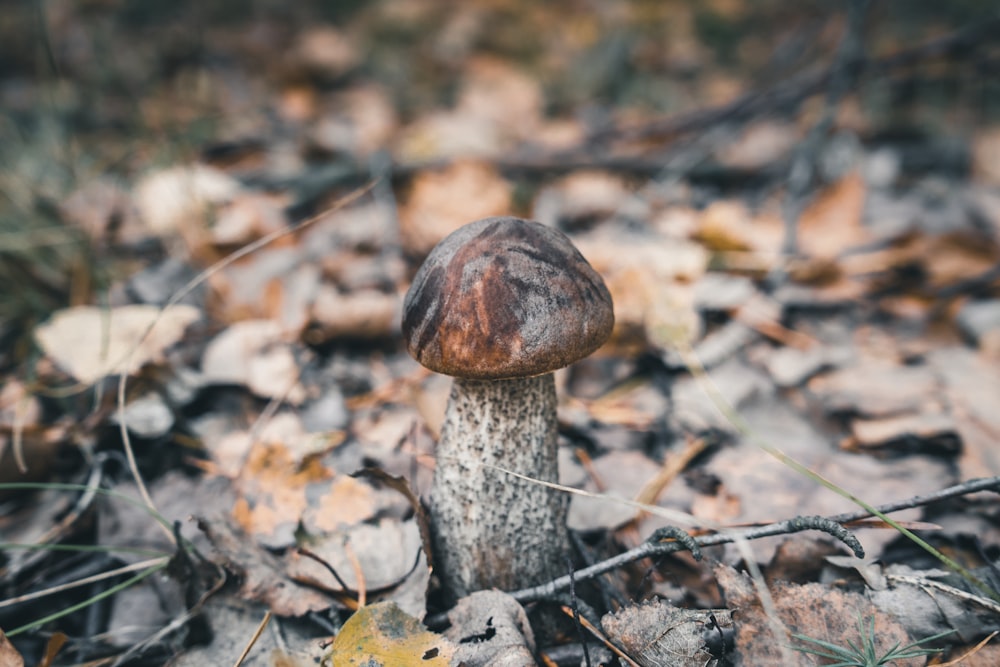 brown mushroom on brown dried leaves