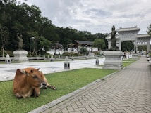 A brown cow is lying on a well-maintained grassy area in front of a row of stone statues and a large ornate gate that resembles traditional Asian architecture. The background includes lush green trees, additional structures, and a partly cloudy sky. Several people are walking near the statues and the gate.