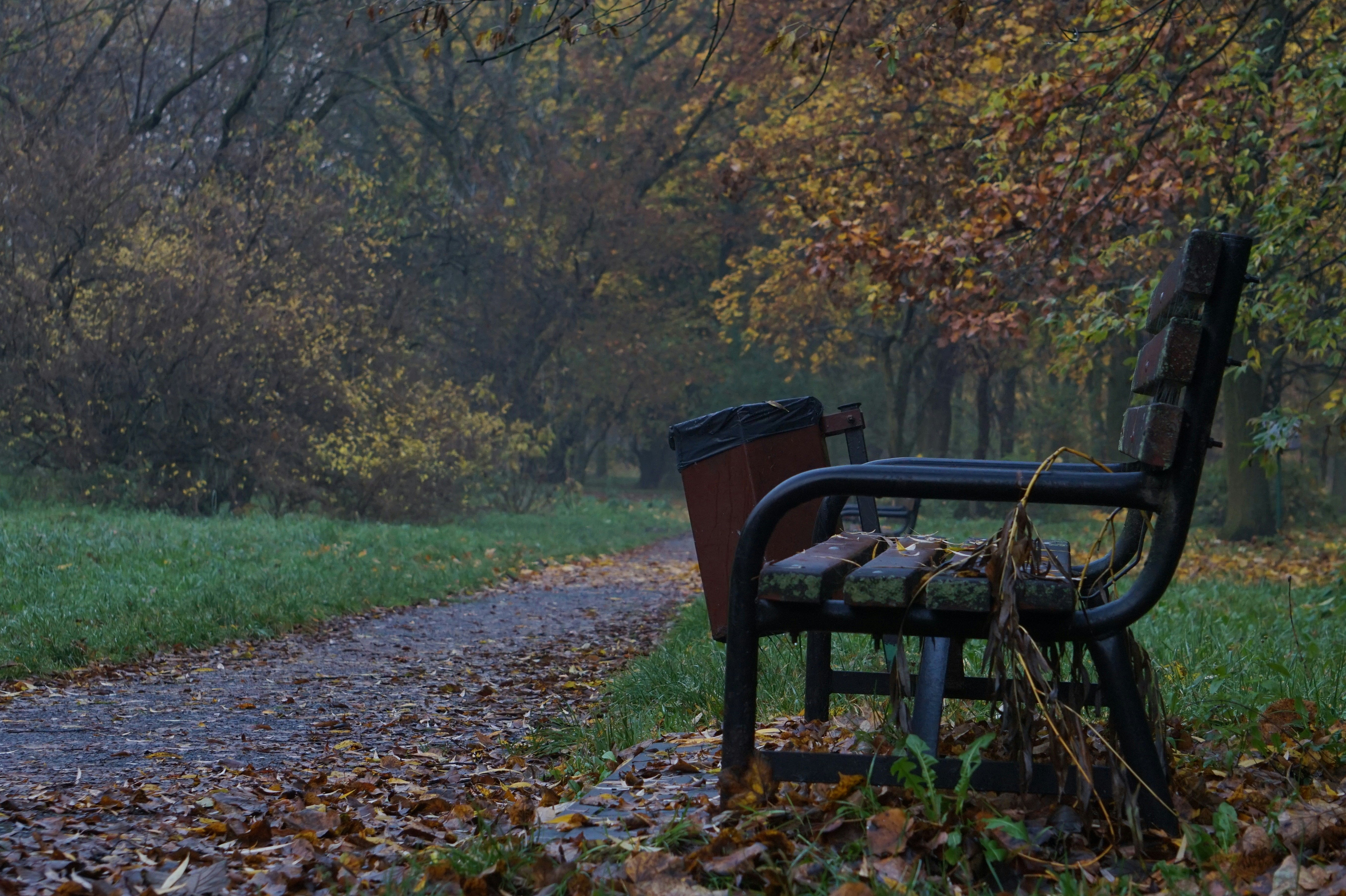Empty park bench in autumn, fallen leaves, overcast sky, muted tones, sense of stillness