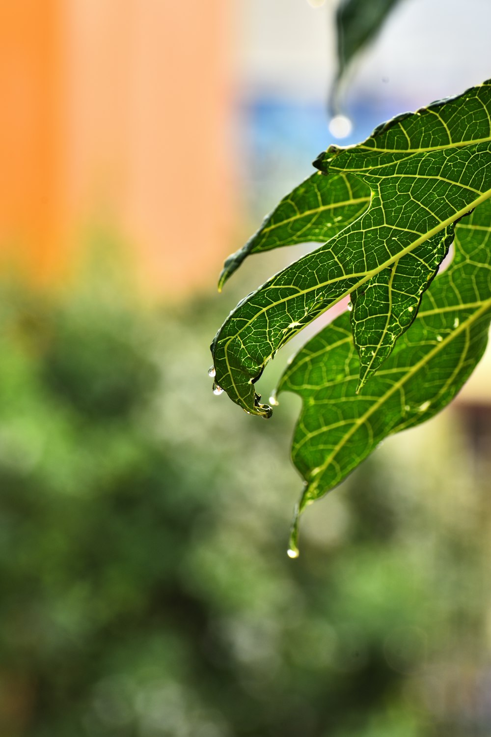 green leaf with water droplets