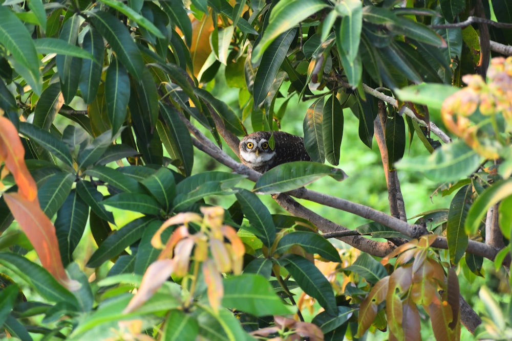 black and white bird on tree branch during daytime