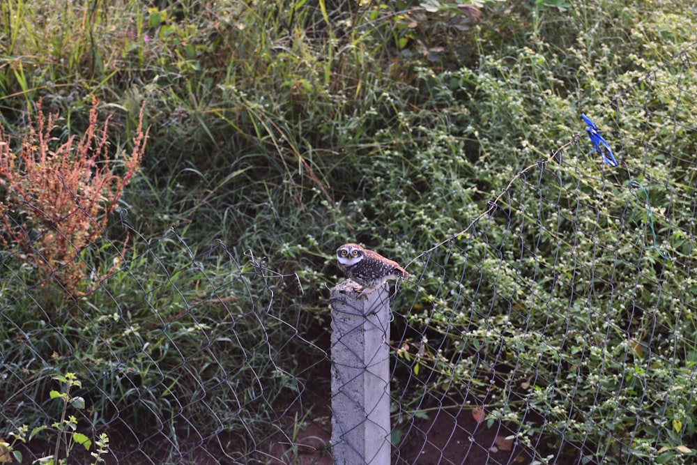 white and brown bird on gray metal fence during daytime