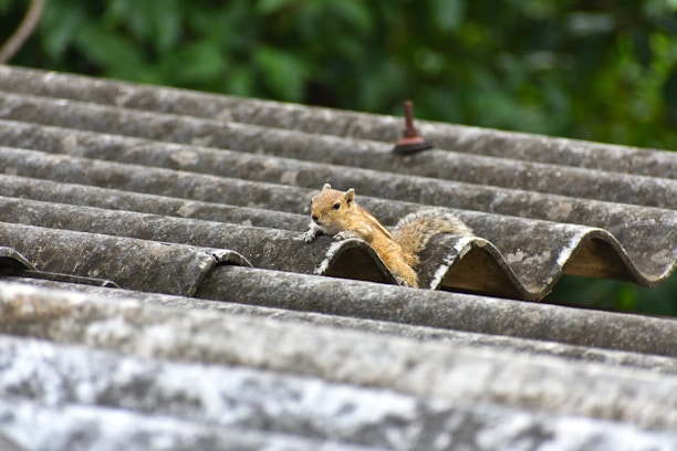 brown squirrel on brown wooden roof during daytime