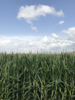 Rows of lush green corn plants stretching into the distance on a bright sunny day.