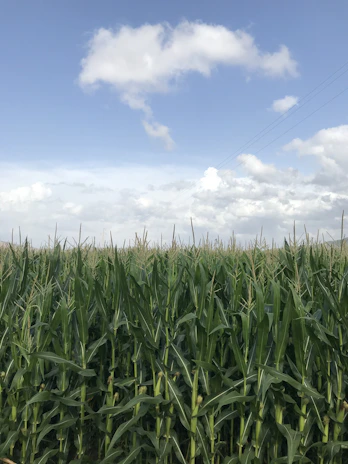 Sunlit field of maize plants stretching towards a clear blue sky.