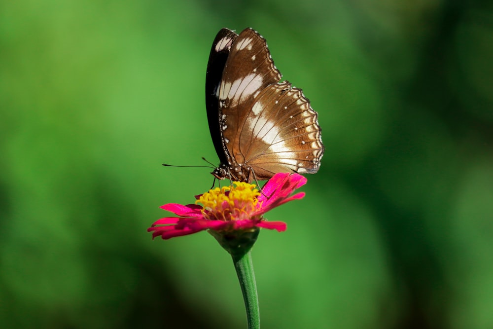 brown and white butterfly perched on yellow flower in close up photography during daytime