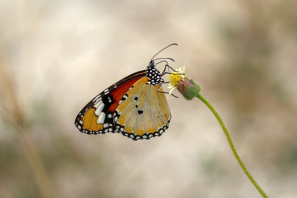 orange black and white butterfly perched on green plant