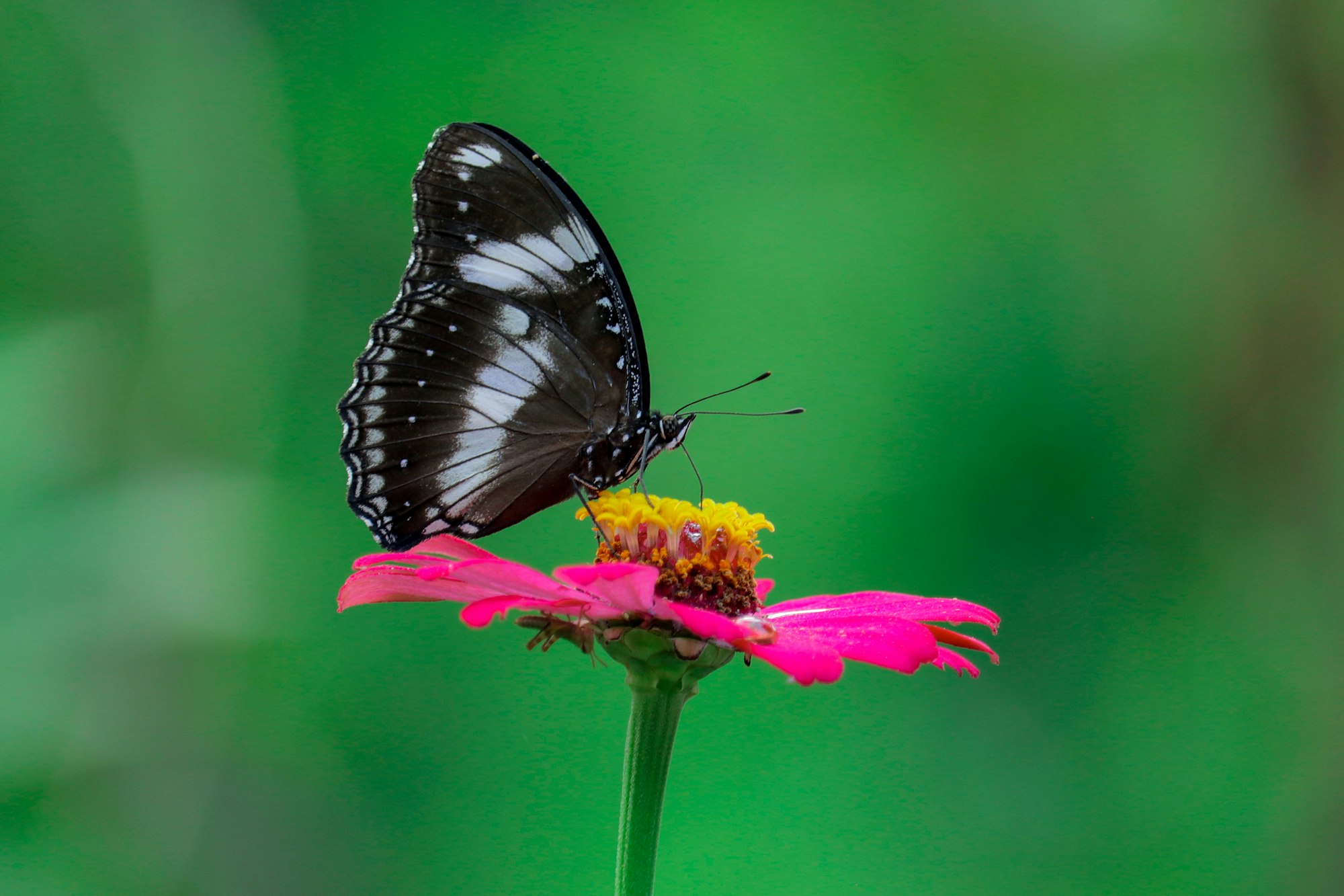 Butterflies suck on flower nectar