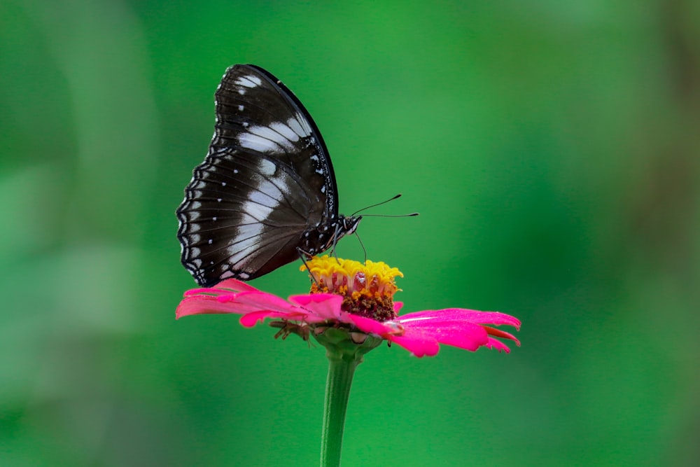 borboleta preta e branca empoleirada na flor rosa em fotografia de perto durante o dia